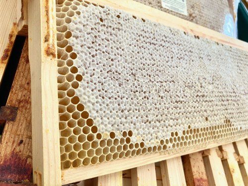 English Wildflower Honeycomb, Whole Frame