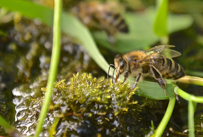 Hot Weather- bees need water too!