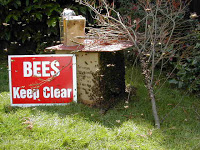 London swarm of honey bees saved