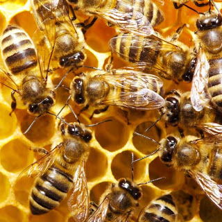 Honeybee Flood & Starvation Alert