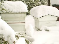 Hives-in-snow-group2-773415
