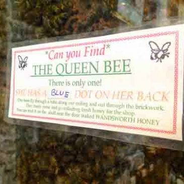 20,000 Live Bees On View -Back at The Hive Honey Shop!