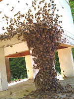 4 Steps to Reduce Bees Swarming