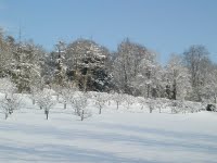orchard-in-snow-766730