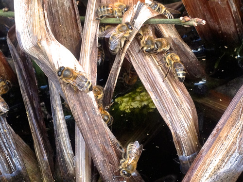 Bees-drinking-water--2