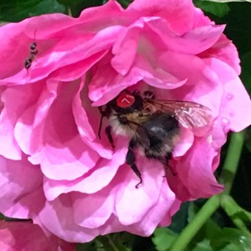 Win £100 best photo of ‘Licence Plated’ Bees