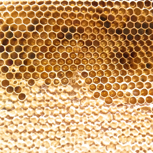 ENGLISH Wildflower Honeycomb & POLLEN, Whole Frame