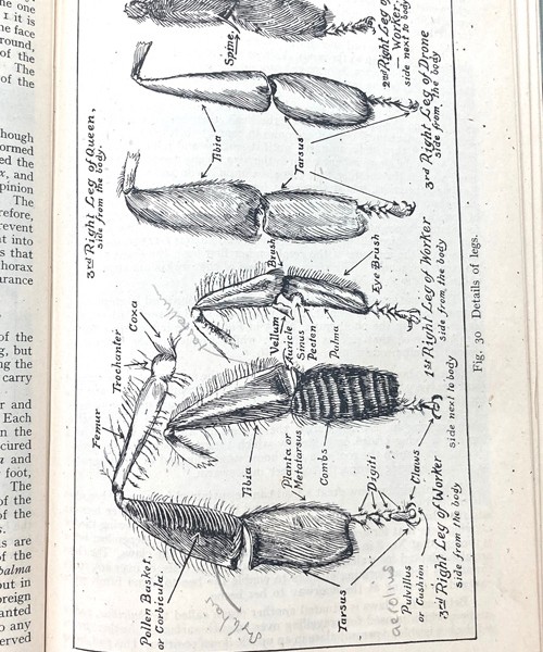 The Anatomy, Physiology and Natural History of the Honey Bee-British 1943