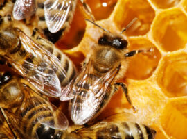 honeybees for sale